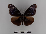 中文名:紫端斑蝶(異紋紫斑蝶)(1282-18911)學名:Euploea mulciber barsine Fruhstorfer, 1904(1282-18911)