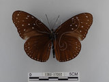 中文名:紫端斑蝶(異紋紫斑蝶)(1282-17392)學名:Euploea mulciber barsine Fruhstorfer, 1904(1282-17392)