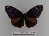 中文名:紫端斑蝶(異紋紫斑蝶)(1282-17392)學名:Euploea mulciber barsine Fruhstorfer, 1904(1282-17392)