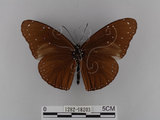 中文名:紫端斑蝶(異紋紫斑蝶)(1282-18203)學名:Euploea mulciber barsine Fruhstorfer, 1904(1282-18203)