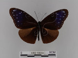 中文名:紫端斑蝶(異紋紫斑蝶)(1282-18203)學名:Euploea mulciber barsine Fruhstorfer, 1904(1282-18203)