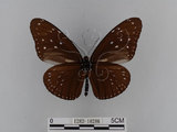 中文名:紫端斑蝶(異紋紫斑蝶)(1282-18286)學名:Euploea mulciber barsine Fruhstorfer, 1904(1282-18286)