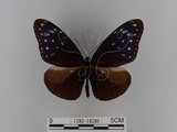 中文名:紫端斑蝶(異紋紫斑蝶)(1282-18286)學名:Euploea mulciber barsine Fruhstorfer, 1904(1282-18286)