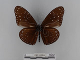 中文名:紫端斑蝶(異紋紫斑蝶)(1282-18766)學名:Euploea mulciber barsine Fruhstorfer, 1904(1282-18766)