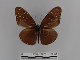 中文名:紫端斑蝶(異紋紫斑蝶)(1282-17422)學名:Euploea mulciber barsine Fruhstorfer, 1904(1282-17422)