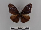 中文名:紫端斑蝶(異紋紫斑蝶)(1282-17422)學名:Euploea mulciber barsine Fruhstorfer, 1904(1282-17422)