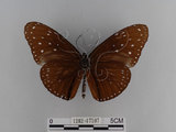 中文名:紫端斑蝶(異紋紫斑蝶)(1282-17597)學名:Euploea mulciber barsine Fruhstorfer, 1904(1282-17597)