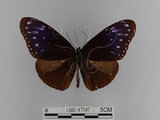 中文名:紫端斑蝶(異紋紫斑蝶)(1282-17597)學名:Euploea mulciber barsine Fruhstorfer, 1904(1282-17597)