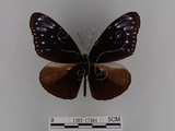 中文名:紫端斑蝶(異紋紫斑蝶)(1282-17384)學名:Euploea mulciber barsine Fruhstorfer, 1904(1282-17384)