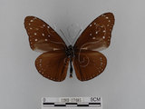 中文名:紫端斑蝶(異紋紫斑蝶)(1282-17485)學名:Euploea mulciber barsine Fruhstorfer, 1904(1282-17485)