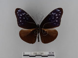 中文名:紫端斑蝶(異紋紫斑蝶)(1282-17485)學名:Euploea mulciber barsine Fruhstorfer, 1904(1282-17485)