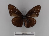 中文名:紫端斑蝶(異紋紫斑蝶)(1440-525)學名:Euploea mulciber barsine Fruhstorfer, 1904(1440-525)