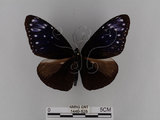 中文名:紫端斑蝶(異紋紫斑蝶)(1440-525)學名:Euploea mulciber barsine Fruhstorfer, 1904(1440-525)