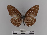 中文名:紫端斑蝶(異紋紫斑蝶)(1440-793)學名:Euploea mulciber barsine Fruhstorfer, 1904(1440-793)