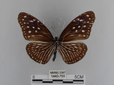 中文名:紫端斑蝶(異紋紫斑蝶)(1440-793)學名:Euploea mulciber barsine Fruhstorfer, 1904(1440-793)