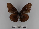 中文名:紫端斑蝶(異紋紫斑蝶)(1440-801)學名:Euploea mulciber barsine Fruhstorfer, 1904(1440-801)