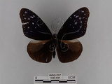 中文名:紫端斑蝶(異紋紫斑蝶)(1440-801)學名:Euploea mulciber barsine Fruhstorfer, 1904(1440-801)