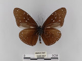 中文名:紫端斑蝶(異紋紫斑蝶)(1440-807)學名:Euploea mulciber barsine Fruhstorfer, 1904(1440-807)