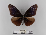 中文名:紫端斑蝶(異紋紫斑蝶)(1440-807)學名:Euploea mulciber barsine Fruhstorfer, 1904(1440-807)