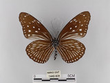 中文名:紫端斑蝶(異紋紫斑蝶)(1440-808)學名:Euploea mulciber barsine Fruhstorfer, 1904(1440-808)