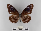 中文名:紫端斑蝶(異紋紫斑蝶)(1440-808)學名:Euploea mulciber barsine Fruhstorfer, 1904(1440-808)