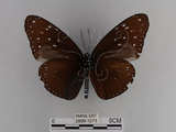 中文名:紫端斑蝶(異紋紫斑蝶)(2889-1273)學名:Euploea mulciber barsine Fruhstorfer, 1904(2889-1273)