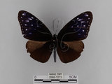 中文名:紫端斑蝶(異紋紫斑蝶)(2889-1273)學名:Euploea mulciber barsine Fruhstorfer, 1904(2889-1273)