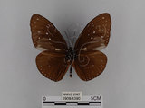 中文名:紫端斑蝶(異紋紫斑蝶)(2909-1390)學名:Euploea mulciber barsine Fruhstorfer, 1904(2909-1390)