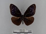 中文名:紫端斑蝶(異紋紫斑蝶)(2909-1390)學名:Euploea mulciber barsine Fruhstorfer, 1904(2909-1390)