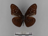 中文名:紫端斑蝶(異紋紫斑蝶)(2909-1068)學名:Euploea mulciber barsine Fruhstorfer, 1904(2909-1068)