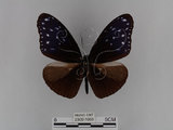 中文名:紫端斑蝶(異紋紫斑蝶)(2909-1068)學名:Euploea mulciber barsine Fruhstorfer, 1904(2909-1068)