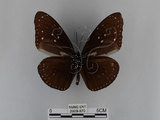 中文名:紫端斑蝶(異紋紫斑蝶)(2909-870)學名:Euploea mulciber barsine Fruhstorfer, 1904(2909-870)