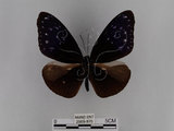 中文名:紫端斑蝶(異紋紫斑蝶)(2909-870)學名:Euploea mulciber barsine Fruhstorfer, 1904(2909-870)