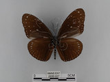 中文名:紫端斑蝶(異紋紫斑蝶)(2909-927)學名:Euploea mulciber barsine Fruhstorfer, 1904(2909-927)