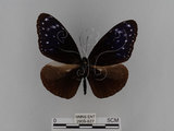 中文名:紫端斑蝶(異紋紫斑蝶)(2909-927)學名:Euploea mulciber barsine Fruhstorfer, 1904(2909-927)