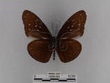 中文名:紫端斑蝶(異紋紫斑蝶)(2909-582)學名:Euploea mulciber barsine Fruhstorfer, 1904(2909-582)