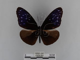 中文名:紫端斑蝶(異紋紫斑蝶)(2909-582)學名:Euploea mulciber barsine Fruhstorfer, 1904(2909-582)