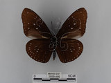 中文名:紫端斑蝶(異紋紫斑蝶)(2909-409)學名:Euploea mulciber barsine Fruhstorfer, 1904(2909-409)