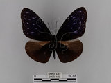 中文名:紫端斑蝶(異紋紫斑蝶)(2909-409)學名:Euploea mulciber barsine Fruhstorfer, 1904(2909-409)