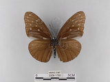 中文名:紫端斑蝶(異紋紫斑蝶)(2909-1786)學名:Euploea mulciber barsine Fruhstorfer, 1904(2909-1786)