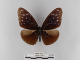 中文名:紫端斑蝶(異紋紫斑蝶)(2909-1786)學名:Euploea mulciber barsine Fruhstorfer, 1904(2909-1786)