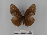 中文名:紫端斑蝶(異紋紫斑蝶)(2909-245)學名:Euploea mulciber barsine Fruhstorfer, 1904(2909-245)