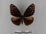 中文名:紫端斑蝶(異紋紫斑蝶)(2909-245)學名:Euploea mulciber barsine Fruhstorfer, 1904(2909-245)