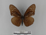 中文名:紫端斑蝶(異紋紫斑蝶)(2909-517)學名:Euploea mulciber barsine Fruhstorfer, 1904(2909-517)