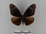 中文名:紫端斑蝶(異紋紫斑蝶)(2909-517)學名:Euploea mulciber barsine Fruhstorfer, 1904(2909-517)