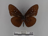 中文名:紫端斑蝶(異紋紫斑蝶)(2909-539)學名:Euploea mulciber barsine Fruhstorfer, 1904(2909-539)