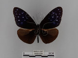 中文名:紫端斑蝶(異紋紫斑蝶)(2909-539)學名:Euploea mulciber barsine Fruhstorfer, 1904(2909-539)