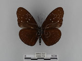 中文名:紫端斑蝶(異紋紫斑蝶)(2909-775)學名:Euploea mulciber barsine Fruhstorfer, 1904(2909-775)