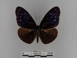 中文名:紫端斑蝶(異紋紫斑蝶)(2909-775)學名:Euploea mulciber barsine Fruhstorfer, 1904(2909-775)