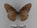 中文名:紫端斑蝶(異紋紫斑蝶)(4219-230)學名:Euploea mulciber barsine Fruhstorfer, 1904(4219-230)